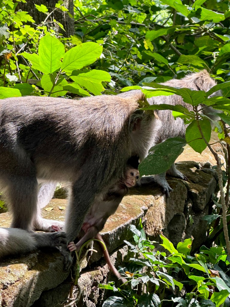 An infant macaque clings to its mother in the Sacred Monkey Forest Sanctuary. 
