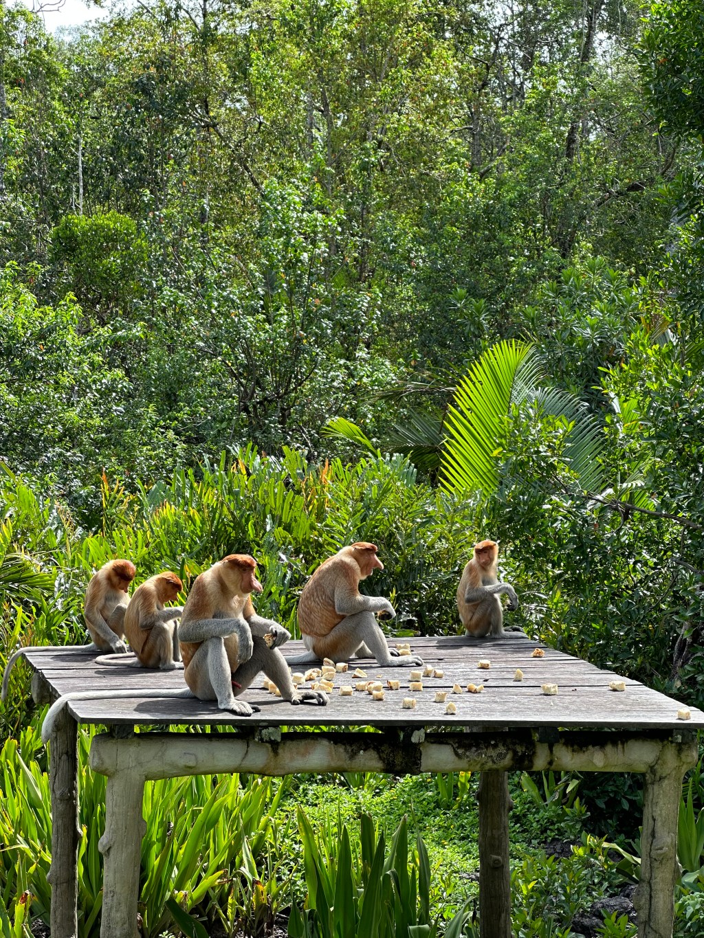 Welcome to the Malaysian&nbsp;Jungle