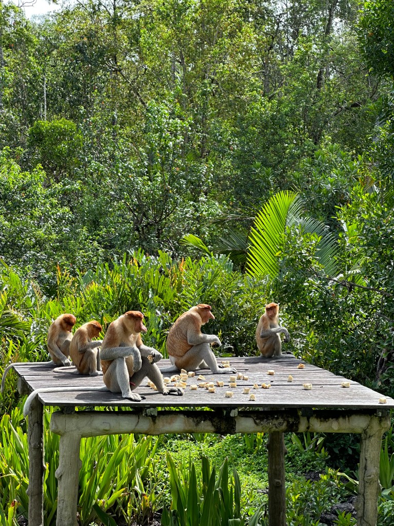 Welcome to the Malaysian&nbsp;Jungle